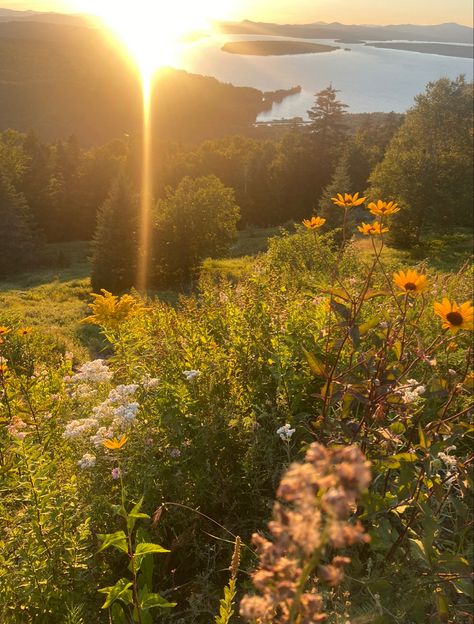 Flowers and Sunset in Rangeley, ME Maine Flowers, Rangeley Maine, Summer Mood, Flower Farm, Mood Board, Maine, Flowers