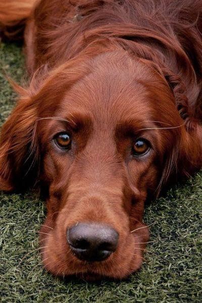 Irish setter Perro Cocker Spaniel, Irish Red Setter, Irish Setter Dogs, Gordon Setter, Golden Retriever Mix, Irish Setter, Dog Photography, Cocker Spaniel, Beautiful Dogs