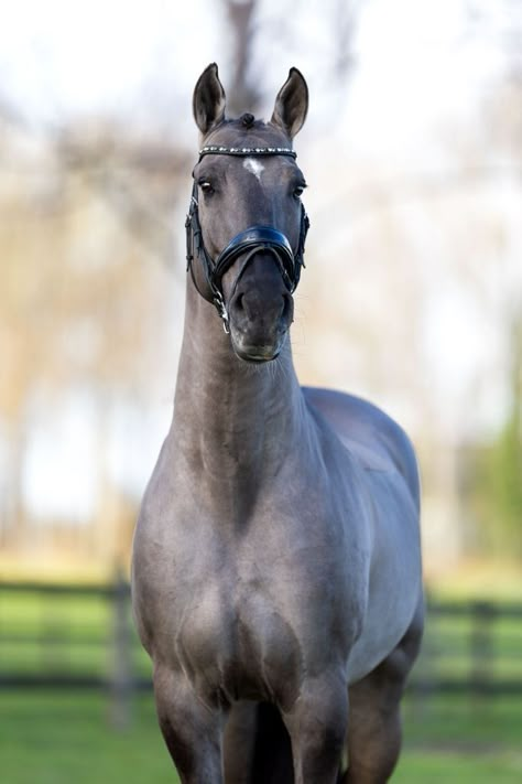 Beautiful Horses Wild, Lusitano Stallion, Dapple Grey Horses, Irish Sport Horse, Hunter Horse, Horse Markings, Horse Coat Colors, Warmblood Horses, Horse Inspiration