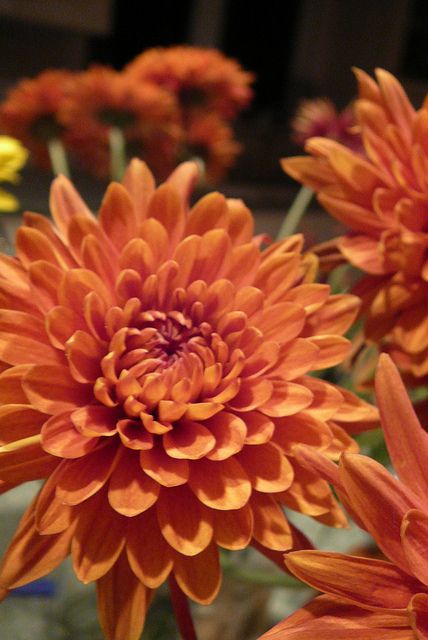 Orange Mum Orange Chrysanthemum, Orange Mums, Chrysanthemum Meaning, Chrysanthemum Flower Drawing, November Flower, Chrysanthemum Plant, Indoor Flowering Plants, Sunflowers And Daisies, Chrysanthemum Flower