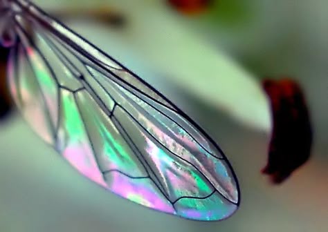 iridescence                                                                                                                                                      More Insect Wings Aesthetic, Dragon Fly Wings, Wings Aesthetic, Fairy Oak, Artemis Fowl, Insect Wings, Dragonfly Wings, Fairy Wings, Natural Forms