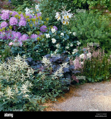 What To Plant With Rhododendron, Rhododendron Garden Landscaping, Rhododendron Hedge, Rhododendron Landscaping, Border Gardens, Rhododendron Plant, Rhododendron Garden, Garden Bed Ideas, Growing Garden