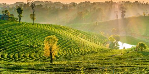 2 Weeks Off-the-Beaten Path in Thailand Doi Inthanon National Park, Elephant Sanctuary, Road Trip Adventure, Cruise Destinations, Northern Thailand, Off The Beaten Path, Sustainable Travel, Travel News, Train Travel