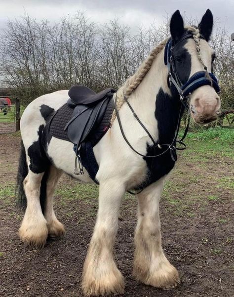 Cob Horse, Horsey Life, The Olsen Twins, Rare Horses, Cute Horse Pictures, Clydesdale Horses, Big Horses, Horse Aesthetic, Olsen Twins