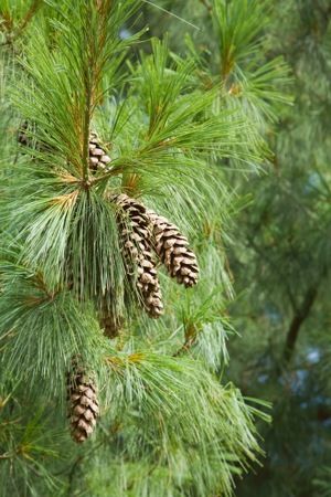 Types Of Pine Trees, Identifying Trees, Bristlecone Pine Tree, White Pine Tree, Tree Identification, Tree Study, Pine Trees Forest, Christmas China, Ponderosa Pine