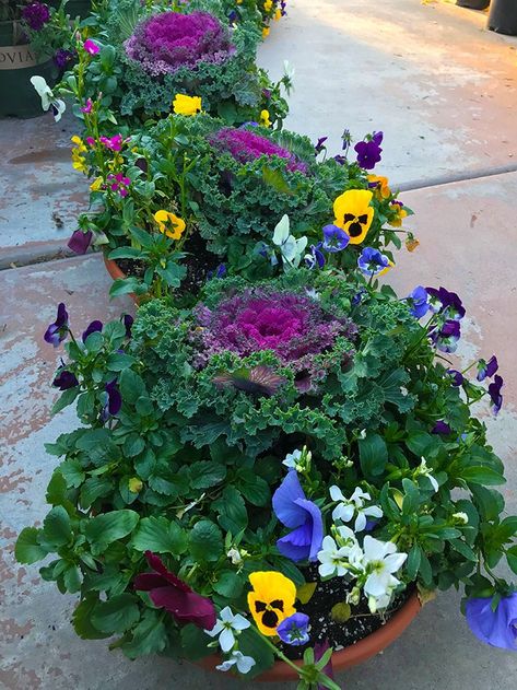 Fall Pansy Containers, Pansy In Pots, Pansy Pots Ideas, Mums And Pansies Together, Fall Pansies Landscape, Panseys In Pots, Pansy Container Ideas, Fall Pansies Containers, Pansy Planter Ideas