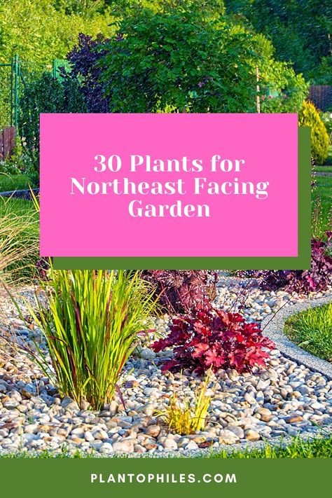 30 Plants for Northeast Facing Garden via @plantophiles Northeast Garden Ideas, Foundation Garden, Zone 6 Plants, East Facing Garden, Flowering Quince, Garden Goals, Plants Uk, Planting Plan, Corner Garden