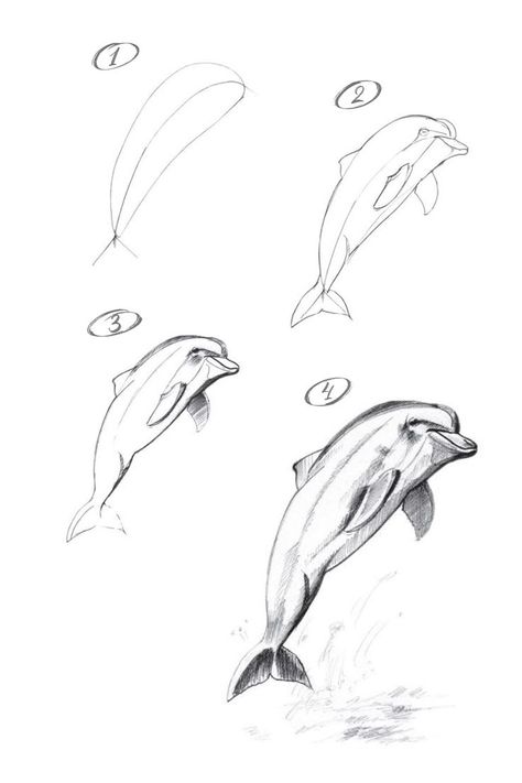 Dolphin Drawing Step By Step, Dolphin Drawing Reference, How To Draw Realistic Animals Step By Step, How To Draw A Dolphin Step By Step, How To Draw Nature Step By Step, How To Draw A Dolphin, Animal Sketches Easy Step By Step, Dolphin Drawing Realistic, Animal Drawings Sketches Step By Step