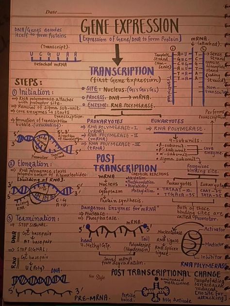 Gene Expression Notes, Dna And Genes, Investigatory Project, Study Biology, Gene Therapy, Concept Map, Gene Expression, Biology Notes, School Inspiration