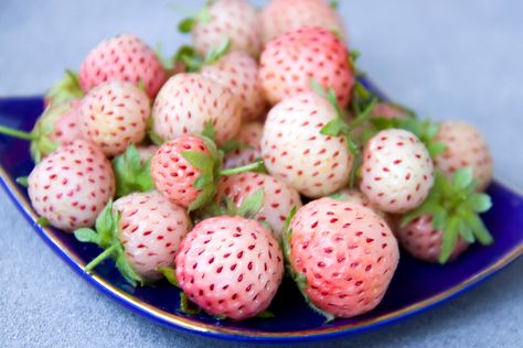 White Strawberries - these naturally white, pink-tinted hybrid strawberries have pineapple flavor notes Aesthetic Fruits, Everbearing Strawberries, Freeze Avocado, White Strawberry, Growing Strawberries, Rhubarb Recipes, New Fruit, Strawberry Plants, Green Fruit