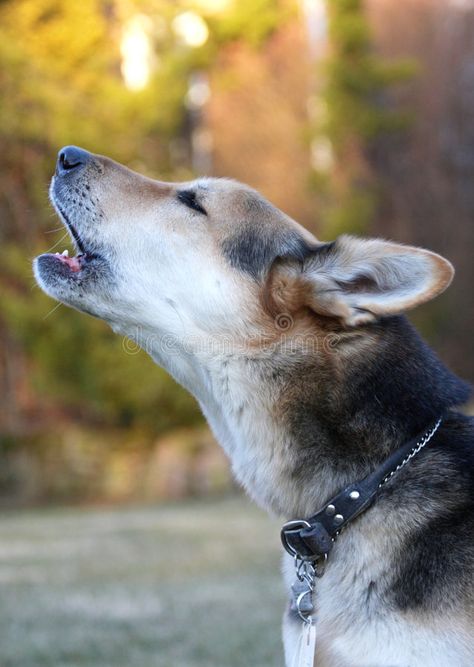 Howling dog. Profile of dog with black collar howling #Sponsored , #Advertisement, #ad, #dog, #howling, #collar, #Howling Dog Howling, Dog Noises, Howling Dog, Dog Whining, Dog Profile, Dog Crying, Dog Journal, Bruce Lee Art, Talking Dog