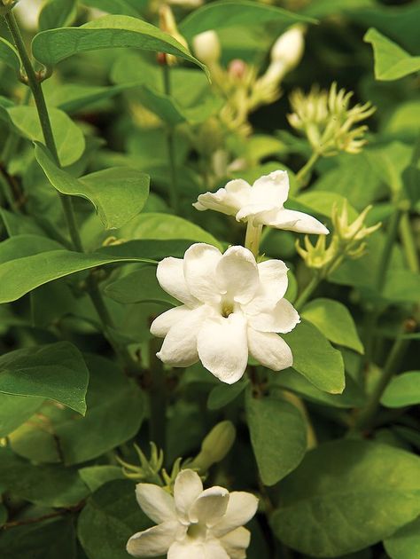 Arabian Jasmine Plant, Arabian Jasmine Flower, Fragrant Indoor Plants, Cuban Oregano, Best Smelling Flowers, Pi Art, Arabian Jasmine, Jasminum Sambac, Philippine Eagle