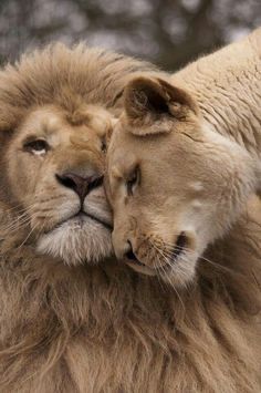 Leone Aesthetic, Leon Aesthetic, Lion Aesthetic, Lion Couple, Lion Lioness, White Lions, Lion Photography, Lions Photos, Lion Love