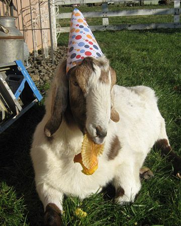 Hip hip, hooray! | 19 Animals Wearing Party Hats Mini Farming, Funny Happy Birthday Pictures, Funny Happy Birthday Wishes, Birthday Wishes Funny, Happy Birthday Meme, Birthday Wishes And Images, Happy Birthday Funny, Happy Birthday Pictures, Birthday Quotes Funny