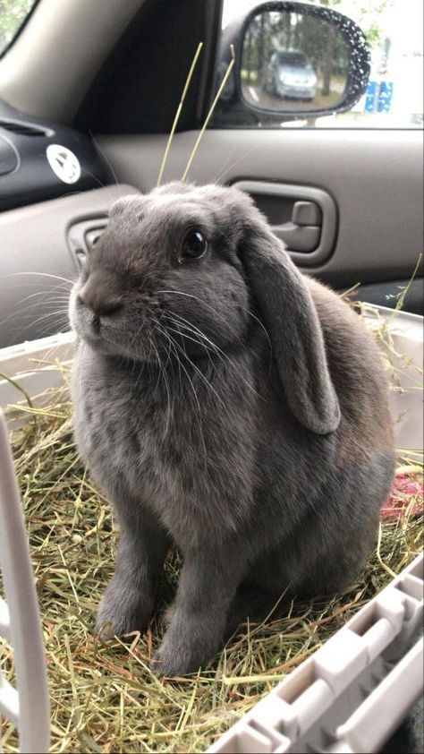 Rabbit Rescue, Bunny Stuff, Streamer Dr, Bun Bun, Rabbit Lover, Welcome To The Family, Animal Photos, Cute Animal Photos, 5 Months