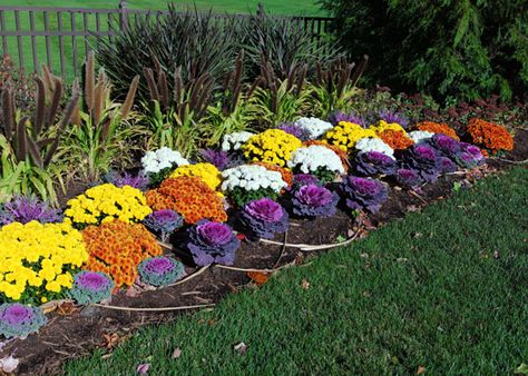 Ornamental Kale and Cabbage | The Home Depot's Garden Club Fall Landscaping Front Yard, Flowering Kale, Fall Flowers Garden, Fall Landscaping, Ornamental Kale, Ornamental Cabbage, Fall Mums, Southern Garden, Fall Planters