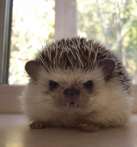 Pet Hedgehog Aesthetic, Hedgehogs Cute, Hedgehog Teeth, Hedgehog Aesthetic, Angry Hedgehog, Hedgehog Pfp, Hedgehog Wallpaper, Hedgehog Care, Hedgehog Baby