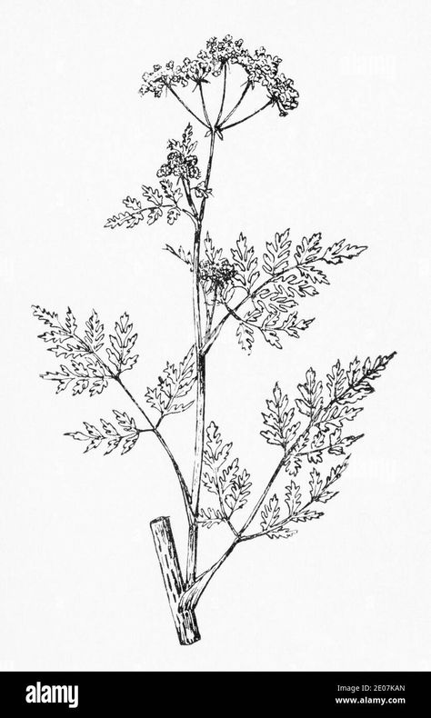 Hemlock Drawing, Poisonous Flower Bouquet Tattoo, Hemlock Tattoo, Poison Plants Illustration, Old Botanical Illustration, Poisonous Plants Illustration, Hemlock Botanical Illustration, Poison Hemlock, Conium Maculatum