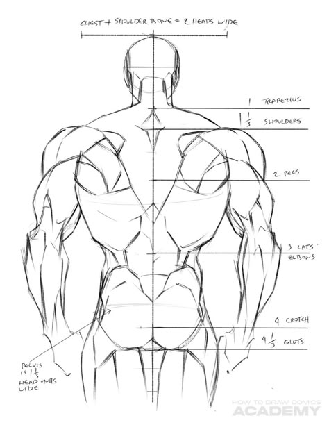 Body Type Drawing, Back Drawing, Human Body Drawing, Anatomy Tutorial, Body Drawing Tutorial, Human Anatomy Drawing, Human Figure Drawing, Human Anatomy Art, Anatomy Sketches