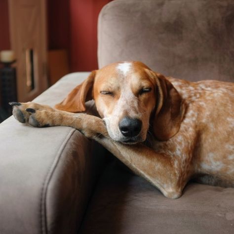 Red Tick Coonhound, English Coonhound, American English, Memphis Tn, A Dog, Red