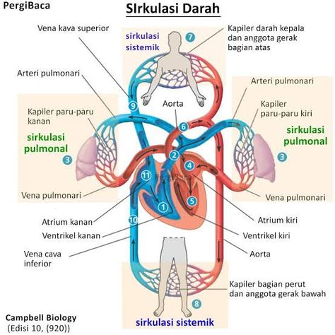 Materi Ipa, Medical School Life, School Study Ideas, Doctors Note, Mecca Wallpaper, Biology Notes, Circulatory System, Learning Materials, Study Motivation Inspiration