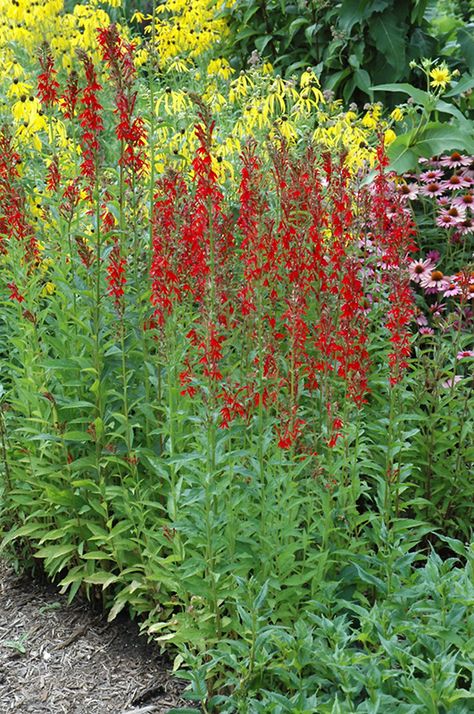 Filler Plants, Lobelia Cardinalis, Pink Perennials, Cardinal Flower, Plant Catalogs, Pollinator Garden, Rain Garden, Native Garden, Herbaceous Perennials