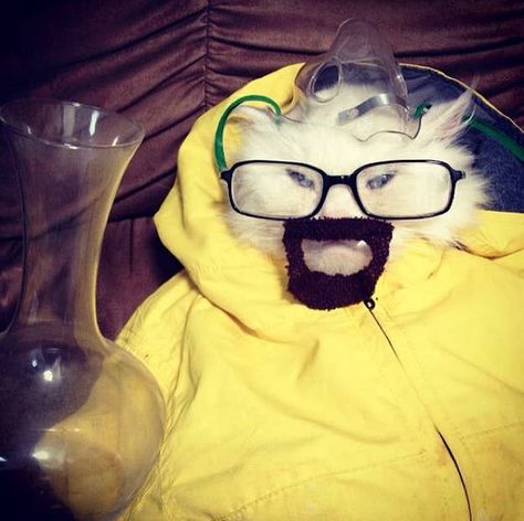 35 Adorable Things To Get You Through Your "Breaking Bad" Withdrawal Cat Dressed Up, Cat Presents, Cute Cat Memes, Beautiful Kittens, Bad Cats, Cat Fashion, Cat Signs, Cat Dresses, Cat Photography