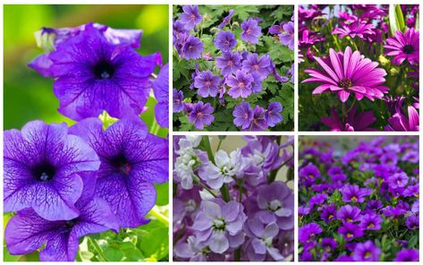 The color purple is a rare color to occur in nature, a combination of calming blue and fiery red. This may be one of the reasons that purple flowers are so adored by gardeners everywhere. The color is known for its ability to have a calming effect that uplifts the spirits and nourishing sense of […] Purple Annual Flowers, Lilac Shades, Shade Annuals, Alyssum Flowers, Purple Flowering Plants, Purple Flowers Garden, Plant Names, Shade Garden Plants, The Color Purple