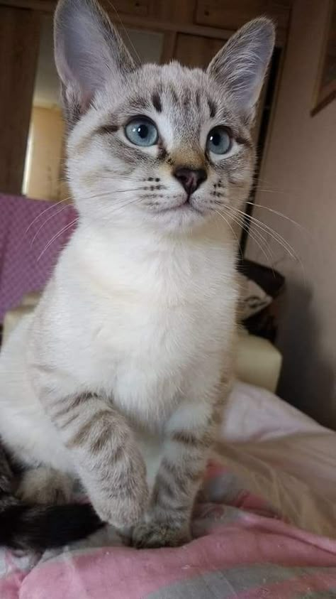 Beautiful blue eyed kitty. Blue Eye Cat, Cats Japan, Lynx Point Siamese, Blue Eyed Cat, Siamese Kitten, Cat With Blue Eyes, Siamese Kittens, Blue Eyed, Kitten Cat