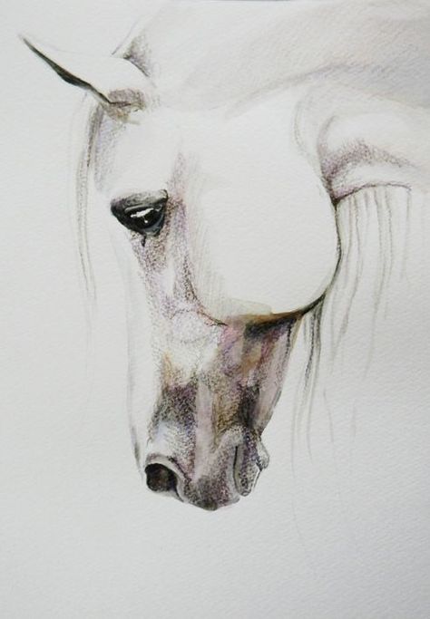 Elsa Sketch, Horse Pencil Drawing, Horse Tattoo Design, Watercolor Horse Painting, Horse Art Drawing, Armband Tattoos, Horse Artwork, Horse Coloring Pages, Watercolor Paintings For Beginners