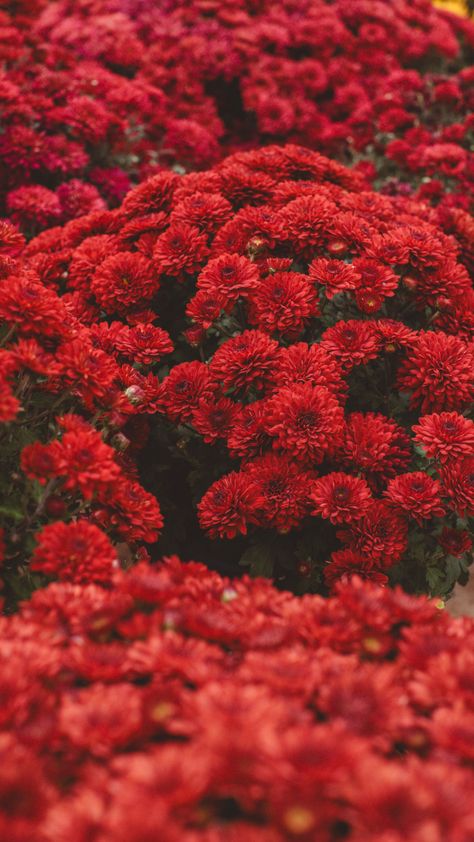 Transform your garden or porch with the rich, bold colors of mums this fall 🌸🍁 #GardenInspo #FallDecor Mums Aesthetic, Fall Annuals, Garden Centre, Season Colors, Garden Center, Scenery Wallpaper, Bold Colors, Fall Decor, Wedding Flowers