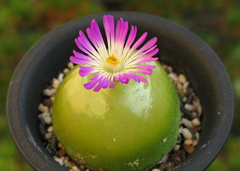 Conophytum burgeri Conophytum Burgeri, Living Stones, Endangered Plants, Flowering Succulents, Stone Plant, Weird Plants, Succulent Gardening, Succulents In Containers, Unusual Plants