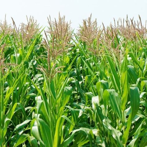 Maize Farming in Nigeria – The Ultimate Guide on How to Grow Maize - Veggie Grow Maize Field, Maize Plant, Sprinkler Irrigation, Corn Plant, Backyard Vegetable Gardens, Plant Spacing, Drip Irrigation, Maize, How To Grow