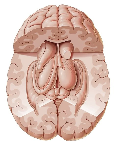 Subcortical structures Nervous System Anatomy, Corpus Callosum, Cerebral Cortex, Brain Structure, Cerebrospinal Fluid, Limbic System, Brain Anatomy, Medical School Studying, Autonomic Nervous System