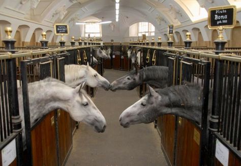 Lippizaners at the Spanish Riding School in Vienna Spanish Riding School Vienna, Lippizaner, Spanish Riding School, Spanish Horse, Riding School, Dream Barn, Majestic Horse, I Love Horses, All The Pretty Horses