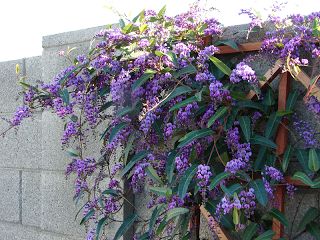 Lilac Vine, Arizona Backyard Landscaping, Plants Backyard, Arizona Plants, Desert Backyard, Arizona Backyard, Arizona Gardening, Backyard Plants, Garden Vines