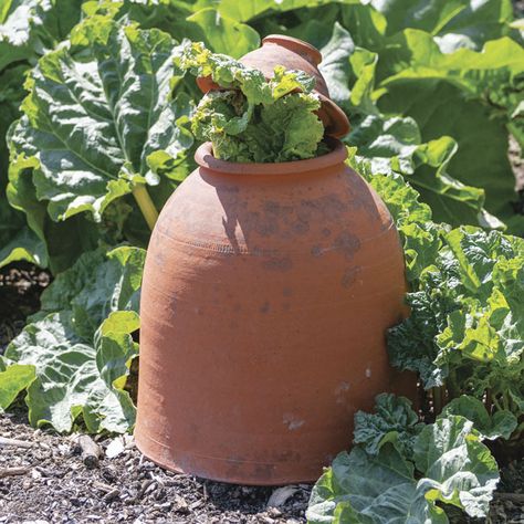 Rhubarb Forcing Pots: Find out how to force rhubarb in your garden with rhubarb-forcing pots here! Growing Rhubarb, Rhubarb Plants, Home Garden Plants, Plant Guide, Seed Saving, Harvest Season, Potting Shed, Edible Plants, Plant Growth