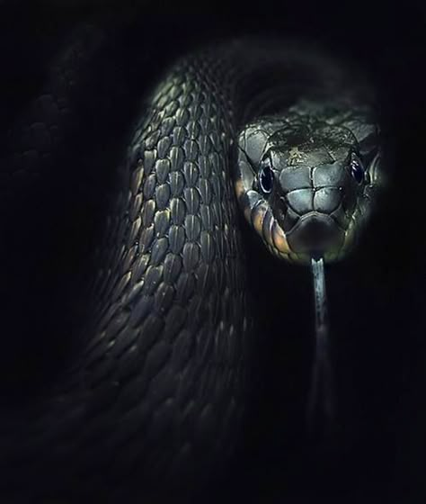 SNAKES: (suborder Serpentes) are elongated, limbless, flexible reptiles. There are about 2,900 species of snakes. Of these, 375 are venomous. Snake Photos, Pretty Snakes, Snake Wallpaper, Snake Art, Beautiful Snakes, Reptile Snakes, Slytherin Aesthetic, Snake Tattoo, A Snake