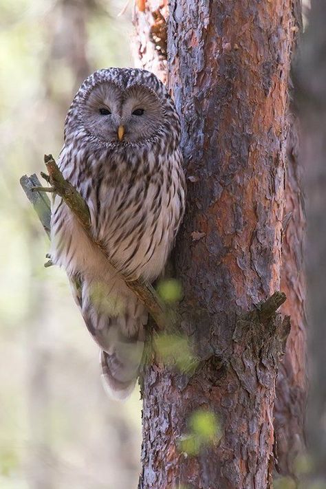 Ural Owl (Strix uralensis) / Chouette de l'Oural / Image by olesniczanin from 35photo.pro Ural Owl, Spotted Owl, Nocturnal Birds, Burrowing Owl, Owl Pictures, Gray Owl, Beautiful Owl, Remote Island, Owl Lovers