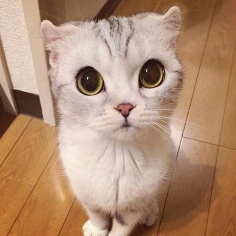 Meet Hana, A Japanese Kitty With Incredibly Big Eyes Who Is Taking Instagram By Storm Cat Big Eyes, Big Eyed Cat, Wolverine Xmen, Cats With Big Eyes, Japanese Cat, Cat Family, Scottish Fold, Puppy Care, White Cats