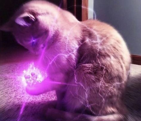 smol silly cat on Twitter: "with this power i will love u forever https://t.co/OcRVCEv3WT" / Twitter Cat Reaction Pictures, Cat Reaction, Wholesome Pictures, Love And Affection, Silly Cats Pictures, Funny Profile Pictures, Wholesome Memes, Cute Memes, Funny Cute Cats