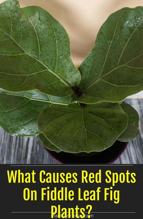 What Causes Red Spots On Fiddle Leaf Fig Plants? Red Veins, Fig Plant, Fiddle Leaf Fig Tree, Plant Cell, Fig Leaves, Fiddle Leaf, Fiddle Leaf Fig, Oral Health Care, Fig Tree