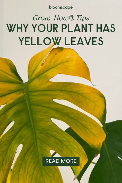 If your plant has yellow leaves, there could be a few things causing the issue. The Grow-How® Team is here to help! We understand how concerning it can be when your plant’s leaves are turning yellow, so we’d love to help you work through what could be causing the issue and how you get your plant back on the right track. Yellowing Leaves On Plants, Plant Problems Leaves, Yellow Leaves On Plants, Plant Meanings, Leaves Meaning, Plant Leaves Turning Yellow, Plant Shed, Yellow Plants, Philodendron Plant