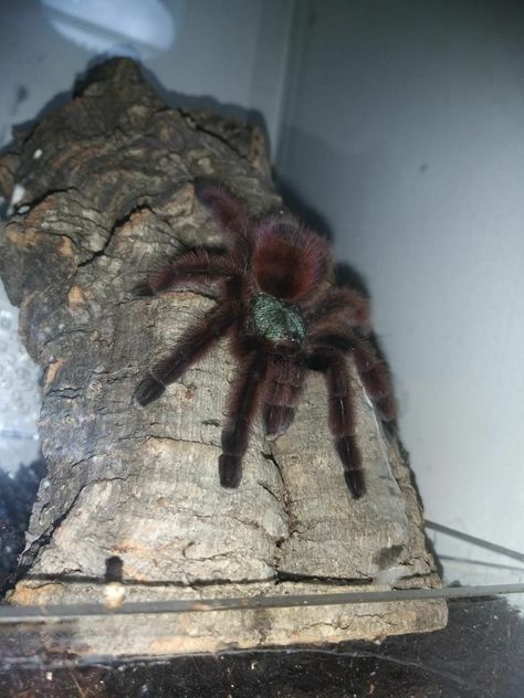 Avicularia Avicularia Avicularia, Jerky, Meat Jerky, Meat