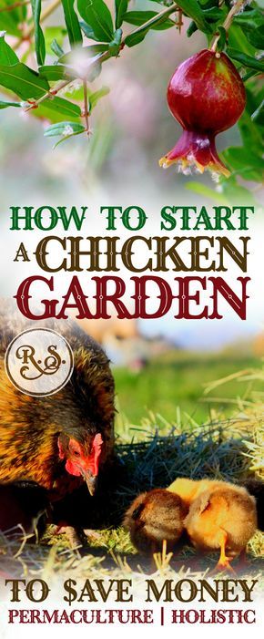 Learn how to grow a sustainable garden for your backyard chickens to save money on their feed bill. Plant shrubs, trees & herbs for a permaculture homestead. Great DIY ideas for beginners & beyond. Permaculture Homestead, Urban Chicken Farming, Raising Turkeys, Backyard Garden Diy, Urban Chickens, Chicken Garden, Building A Chicken Coop, Backyard Chicken Coops, Garden Shrubs