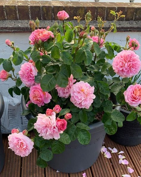 David Austin Roses (@david_austin_roses) • Fotos e vídeos do Instagram Olivia Rose Austin, Lady Of Shalott, Lovely Images, Olivia Rose, David Austin Roses, Growing Roses, David Austin, Urban Oasis, Blooming Rose