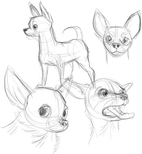 Chichuachua Drawings, Chihuahua Drawing Reference, Chihuahua Drawing Cartoon, Chiwawa Drawings, Cute Chihuahua Drawing, How To Draw A Chihuahua, Dog Drawing Chihuahua, Chihuahua Drawing Simple, Chihuahua Drawings