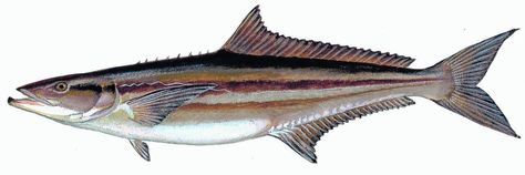 Cobia Cobia Fish, Cou Fish Painting, Cobia Fish Recipes, Grilled Cobia Fish Recipes, Fish Art, Sea Life, Art Inspo, Acrylic Painting, Fish