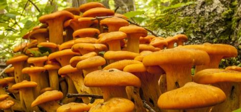 The Complete Guide to Jack-O Lantern Mushrooms - GroCycle Jack O Lantern Mushroom, Jack O Lanter, Nature Magazine, Jack Lantern, Mushroom Benefits, Orange Mushroom, Edible Mushrooms, Brown Mushroom, Wild Edibles