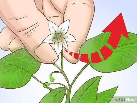 How To Prune Pepper Plants, Pruning Pepper Plants, Garden Peppers, Hot Peppers Plants, Bell Pepper Plant, Growing Tomato, Growing Bell Peppers, Regrow Vegetables, Patio Gardens